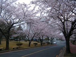 20110414144659_3_spring_tra32_6mjeAo6RofiSRq_rKVpV4nkyD.jpg